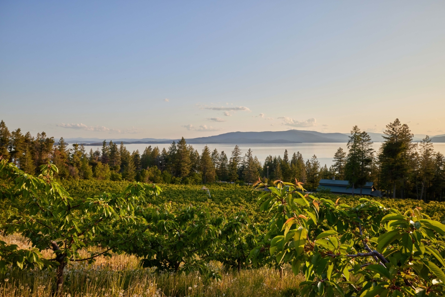 Sunset Vista Cherry Orchard Polson Montana Fay Ranches