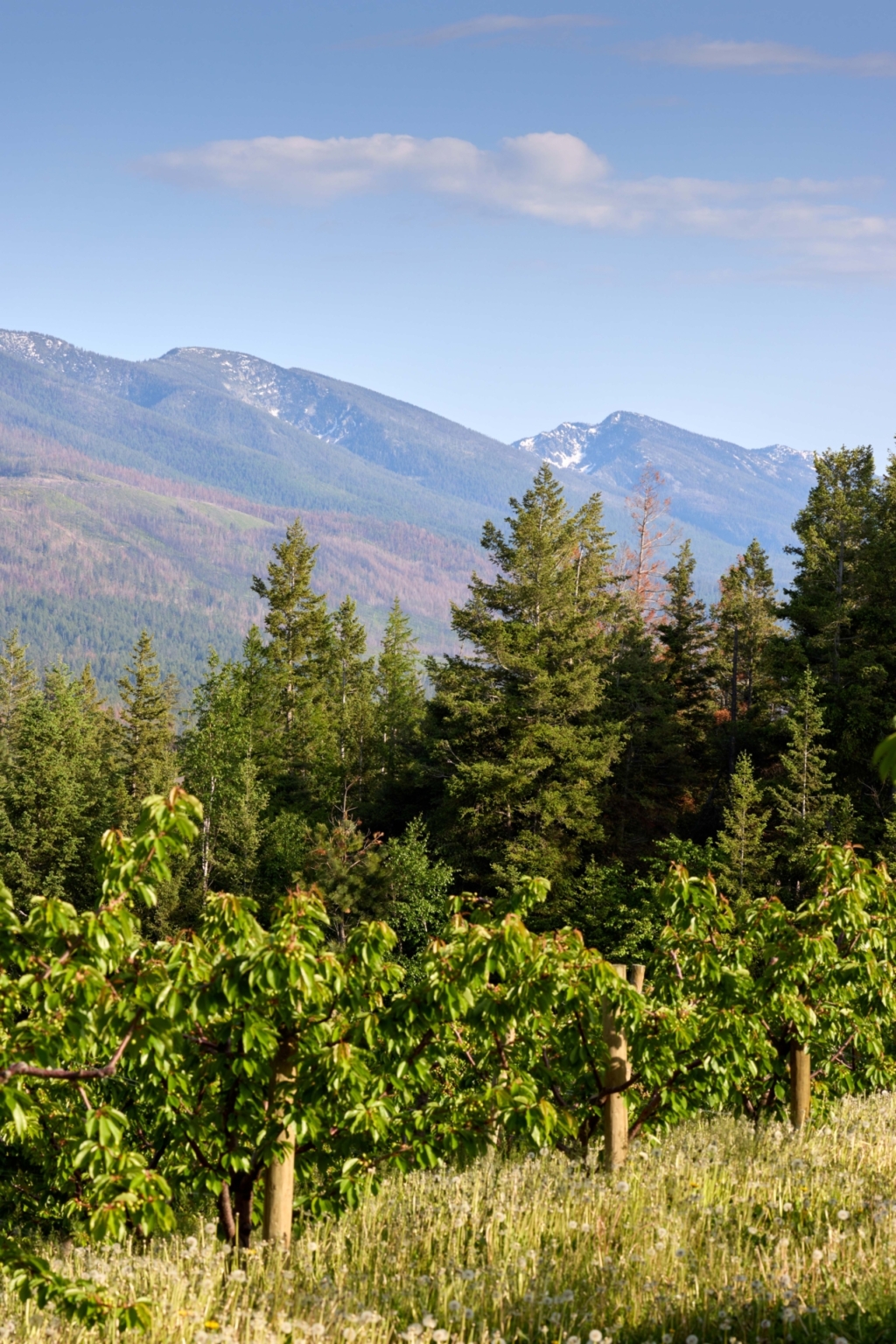 Sunset Vista Cherry Orchard Polson Montana Fay Ranches