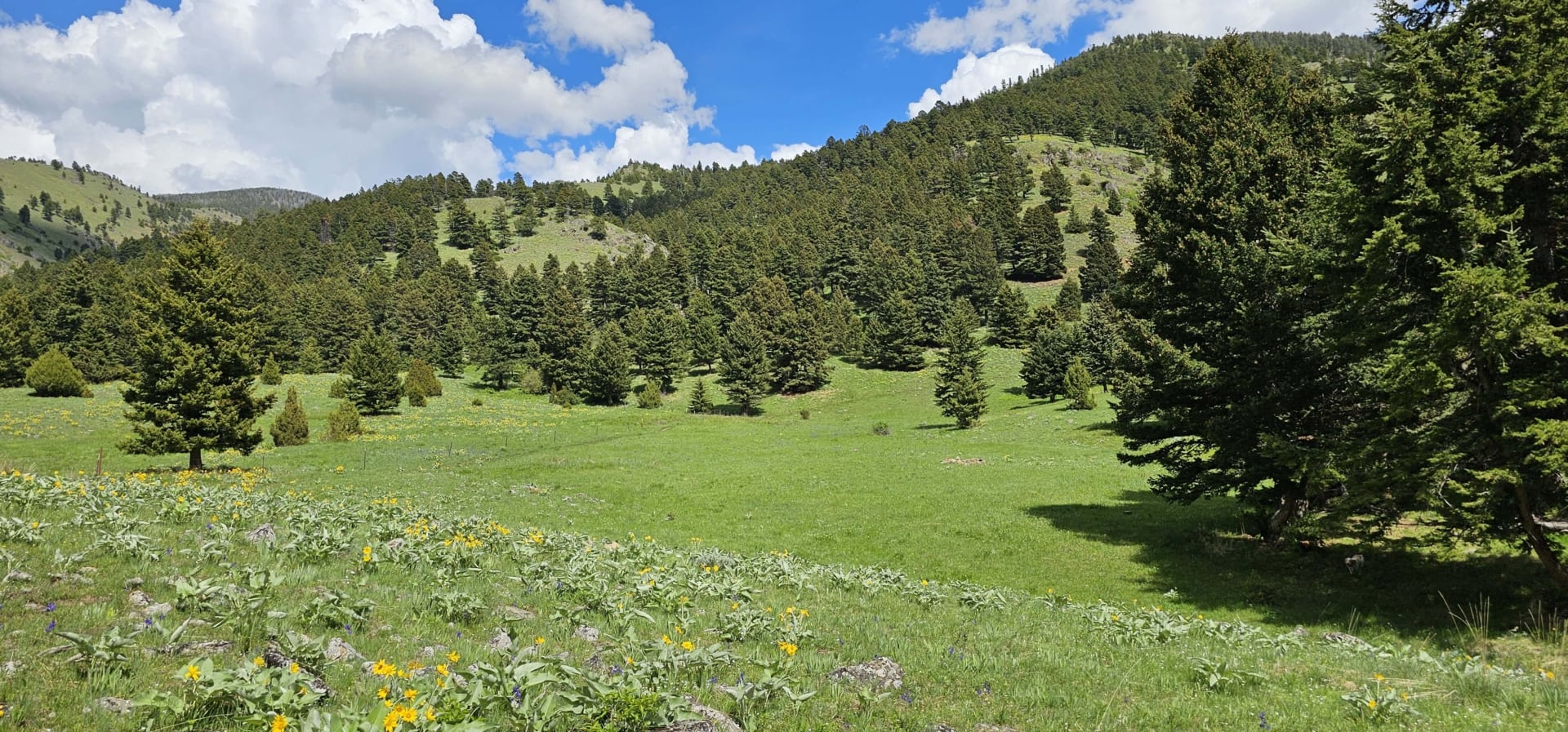 meadows trees montana gallatin valley overlook
