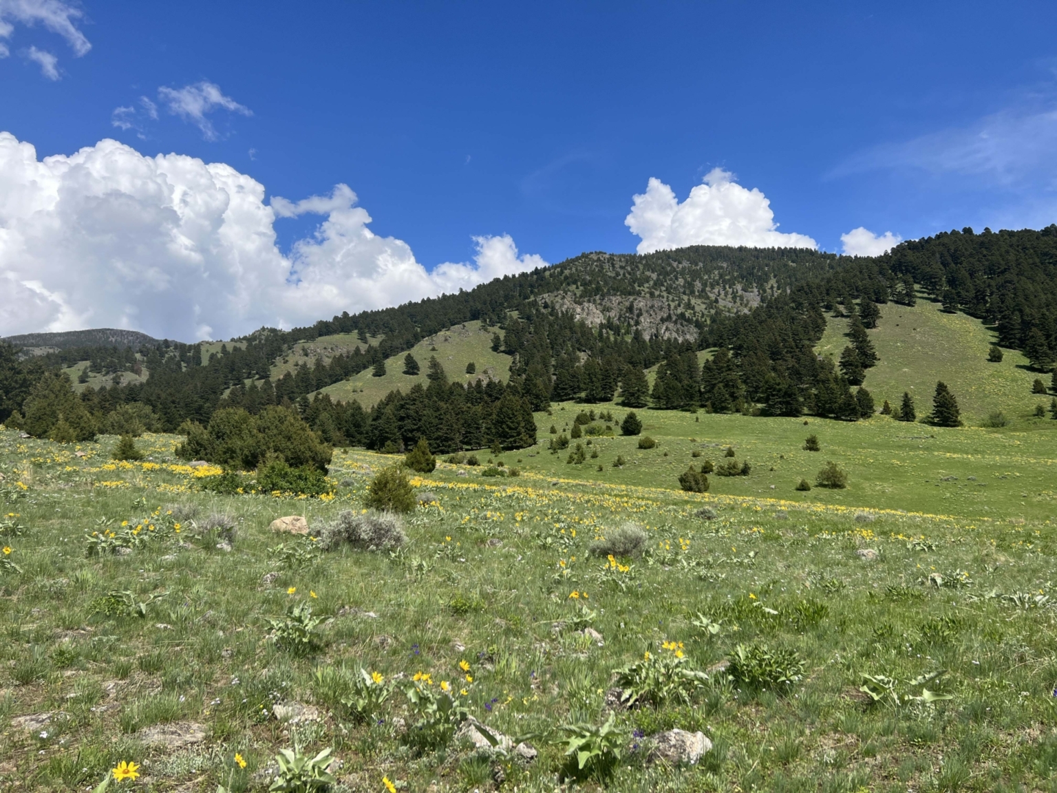 Gallatin Valley Overlook Belgrade Montana Fay Ranches