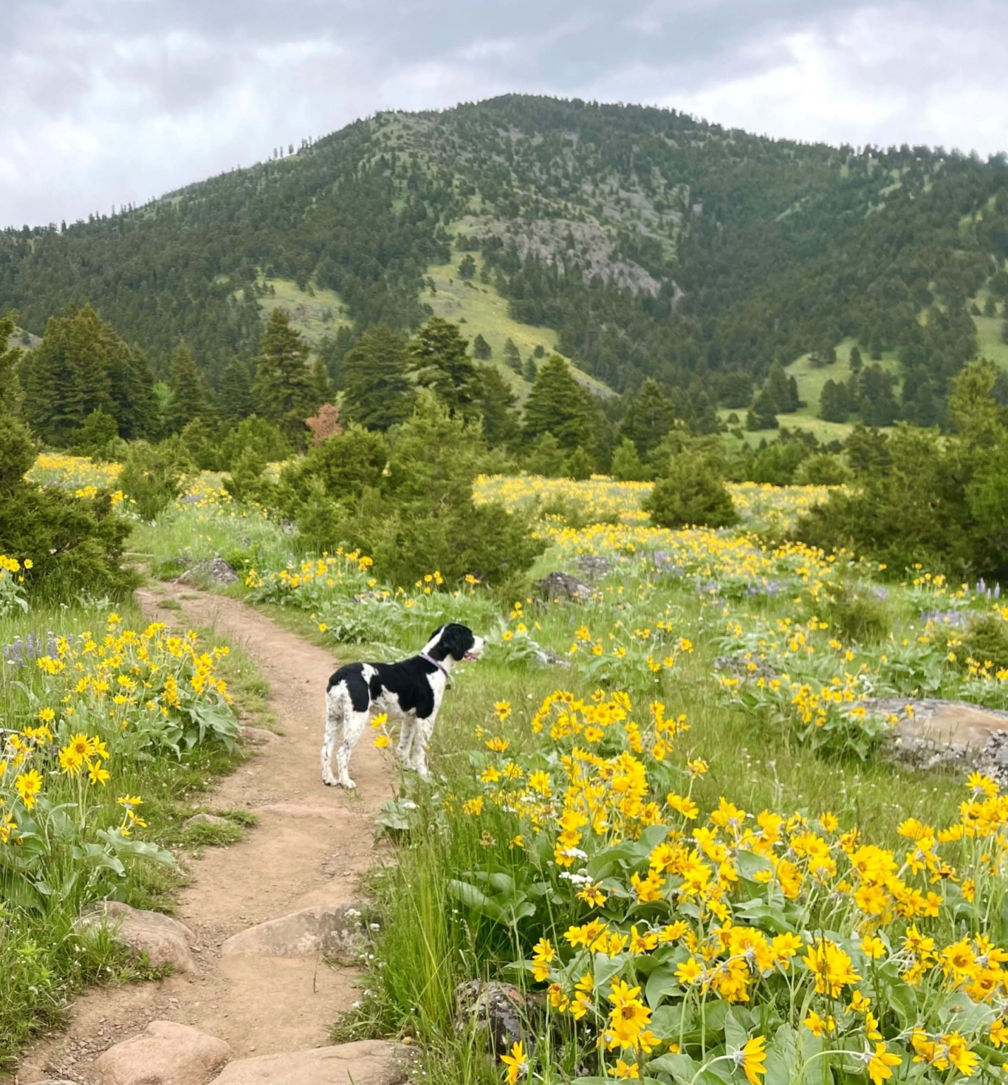 Gallatin Valley Overlook Belgrade Montana Fay Ranches