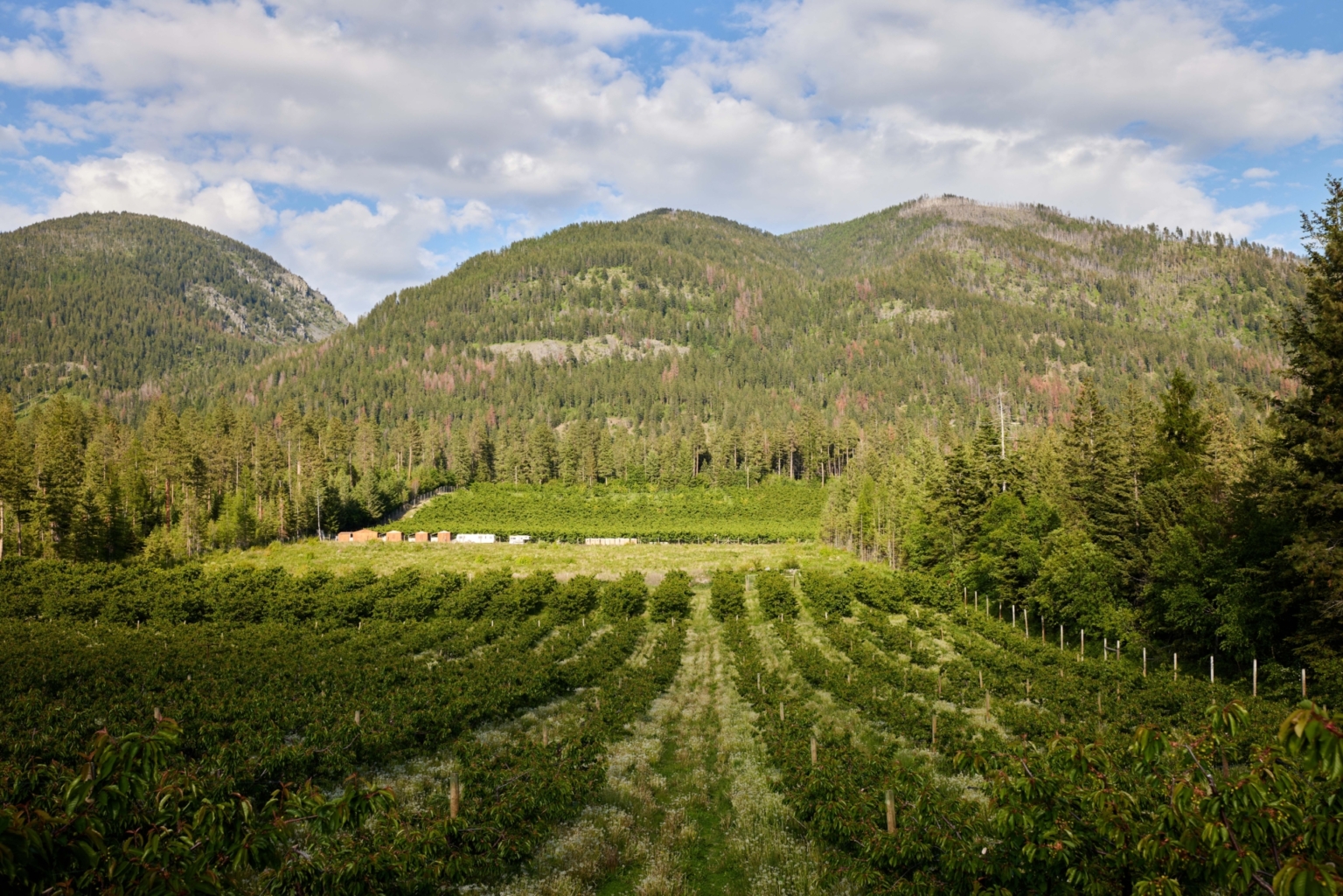 Sunset Vista Cherry Orchard Polson Montana Fay Ranches
