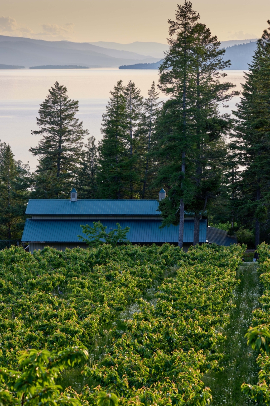Sunset Vista Cherry Orchard Polson Montana Fay Ranches