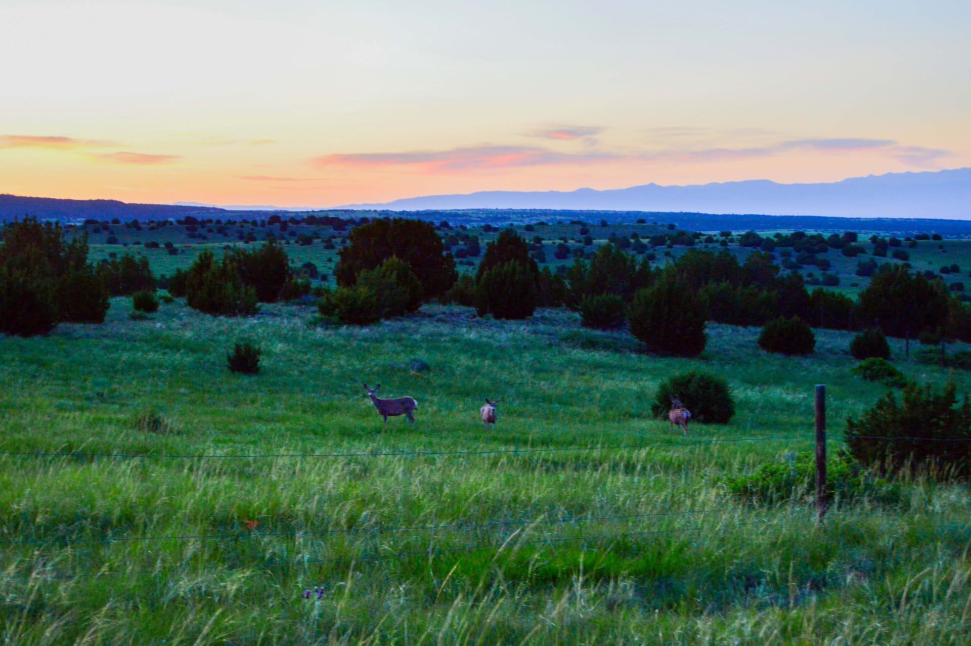 sunset deer colorado painted sky ranch
