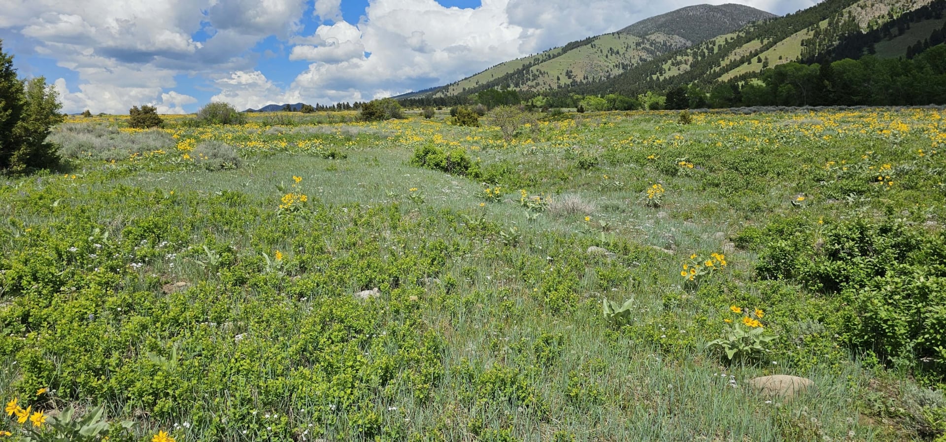 vegetation montana gallatin valley overlook
