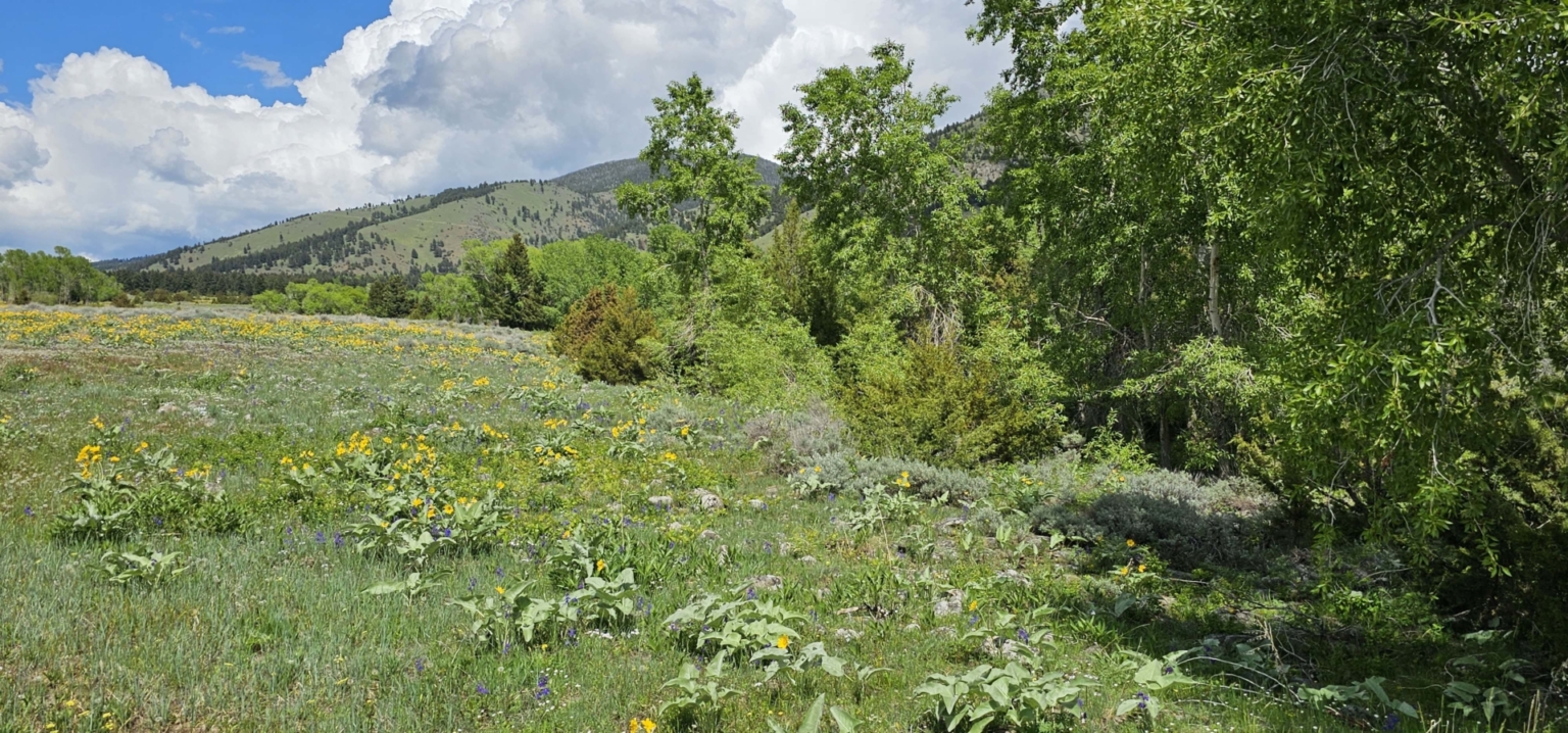 Gallatin Valley Overlook Belgrade Montana Fay Ranches