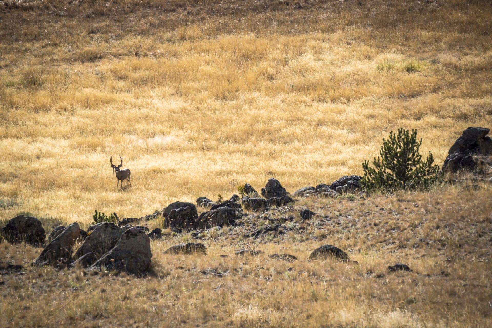 wildlife in the grass montana gallatin views at montana ranch