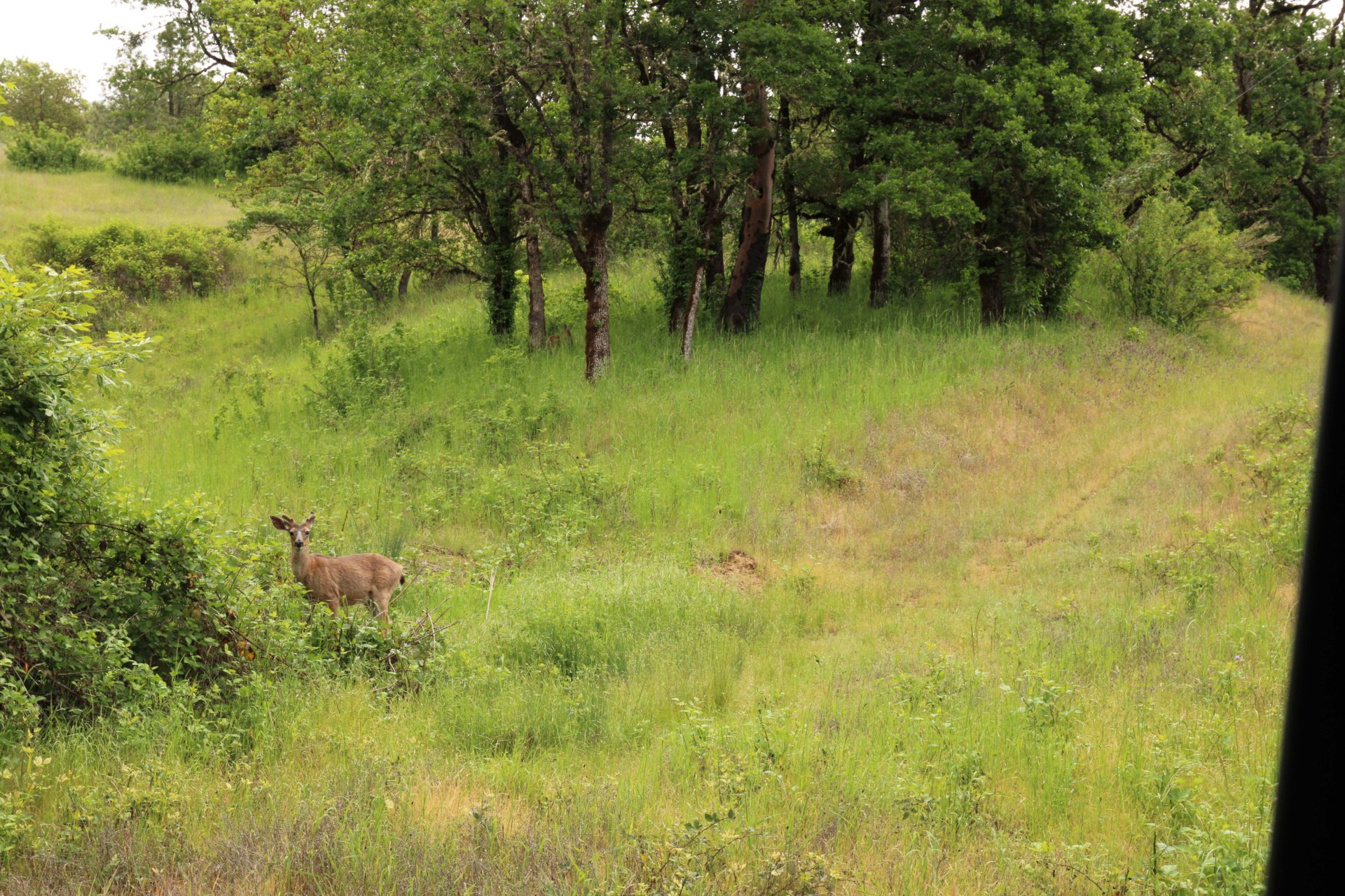 Black Tailed Deer Oregon Nickel Mountain Ranch