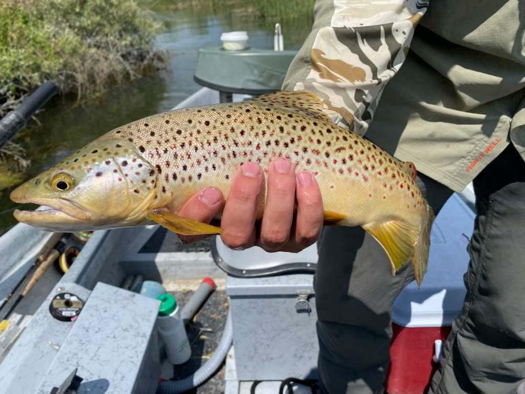 brown trout montana best little fishing camp on the big horn river