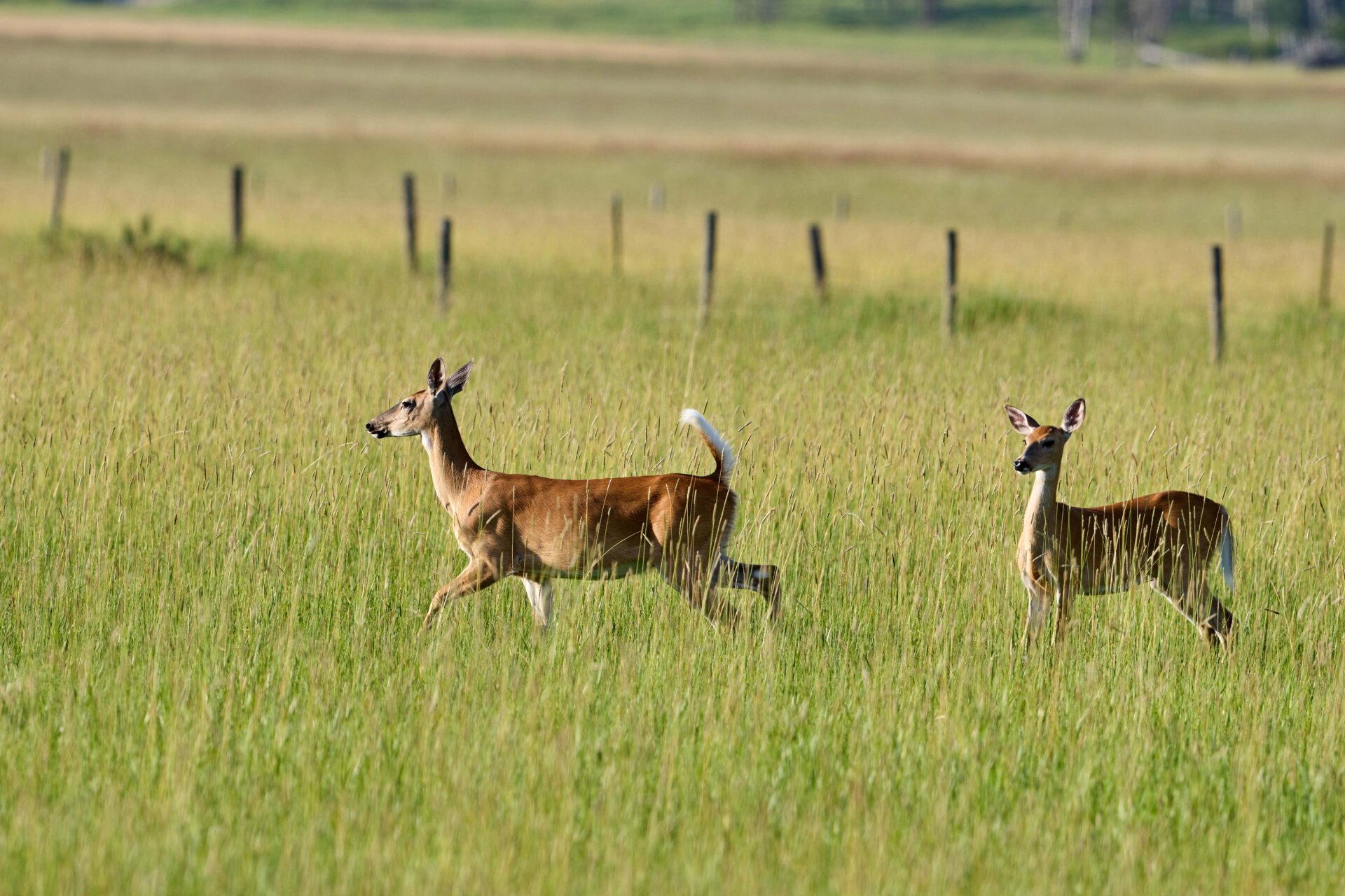 deer habitat montana browns meadow ranch