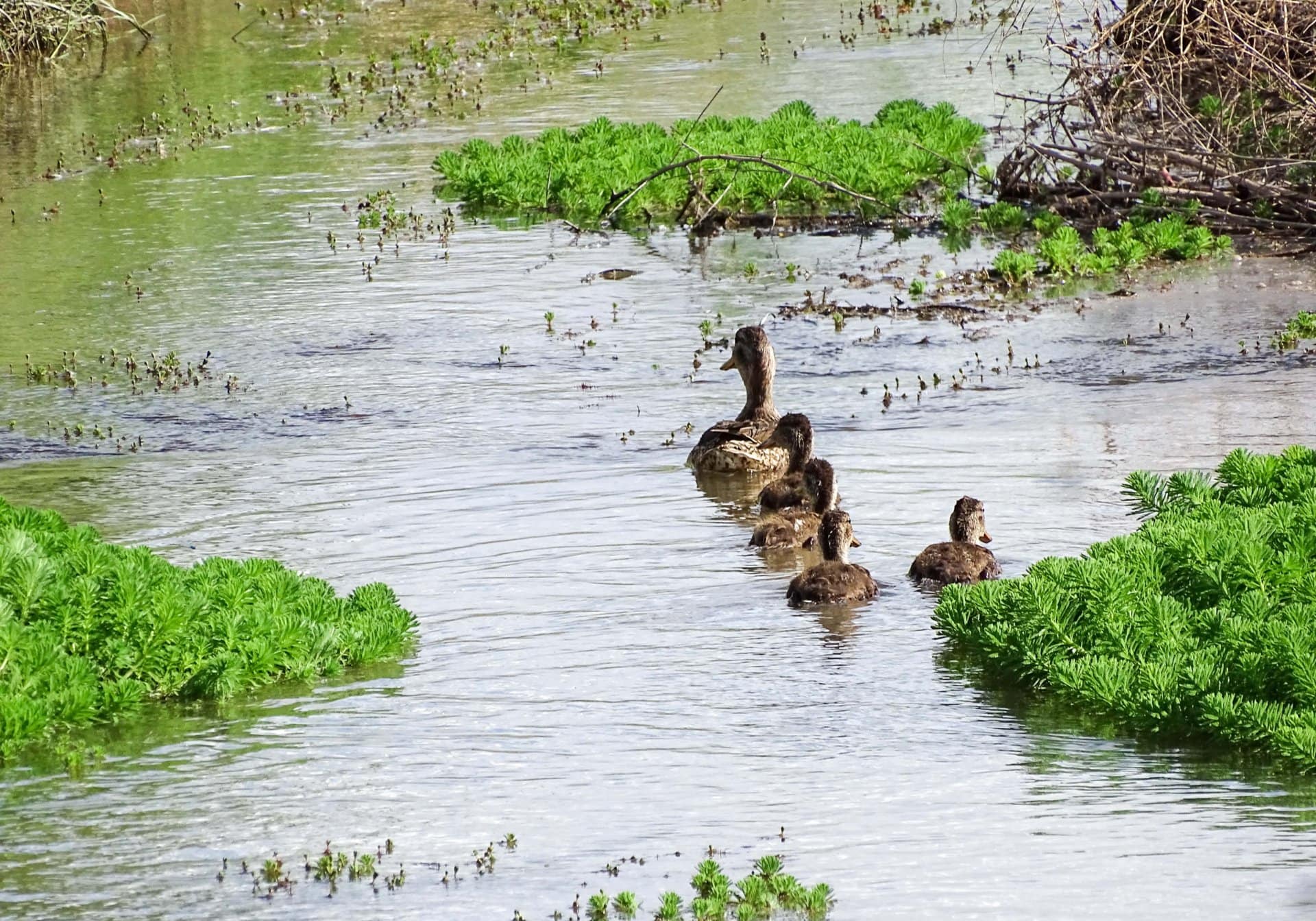 ducks on water new mexico las nutrias farm