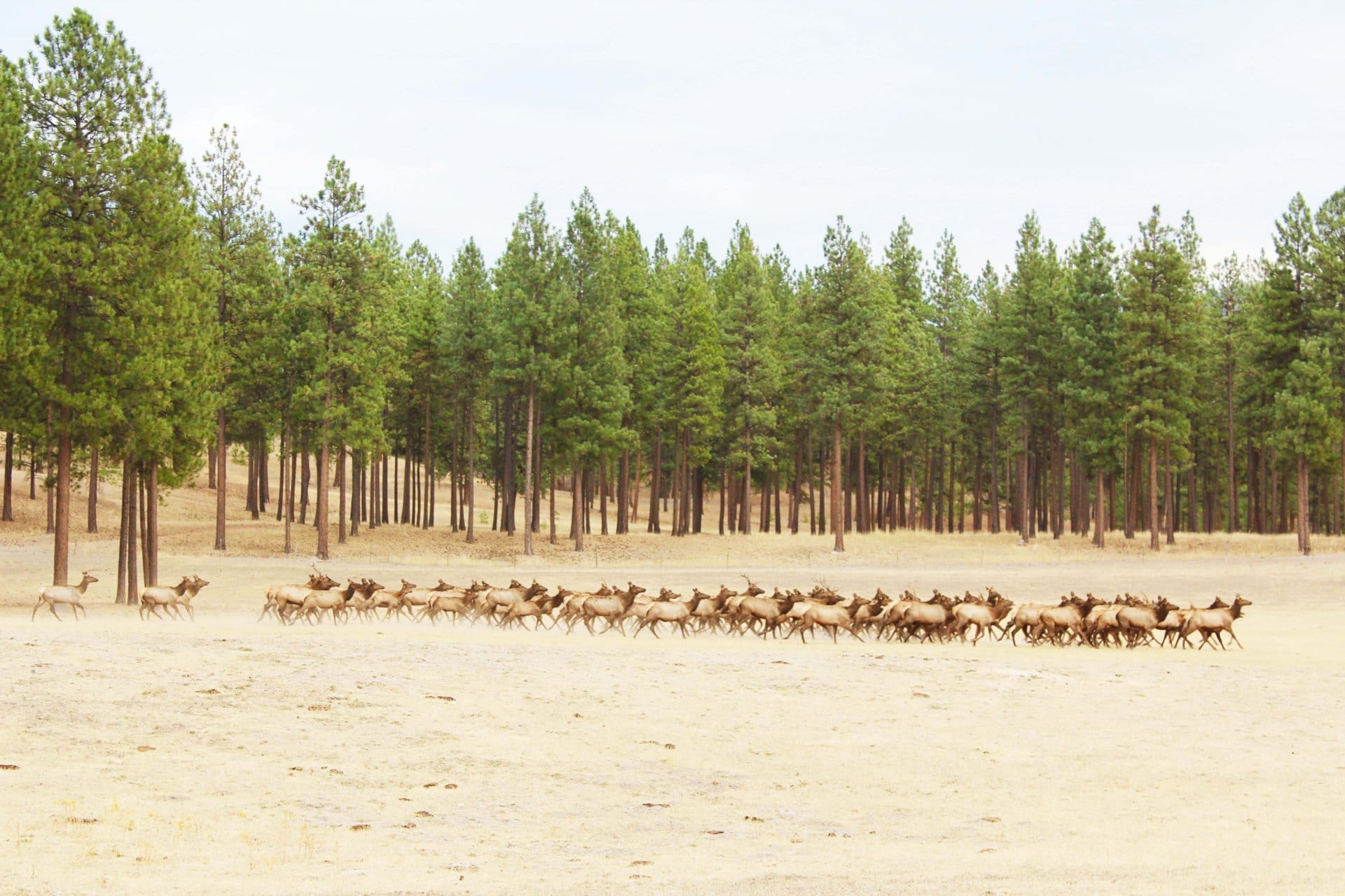 elk herd montana river view ranch