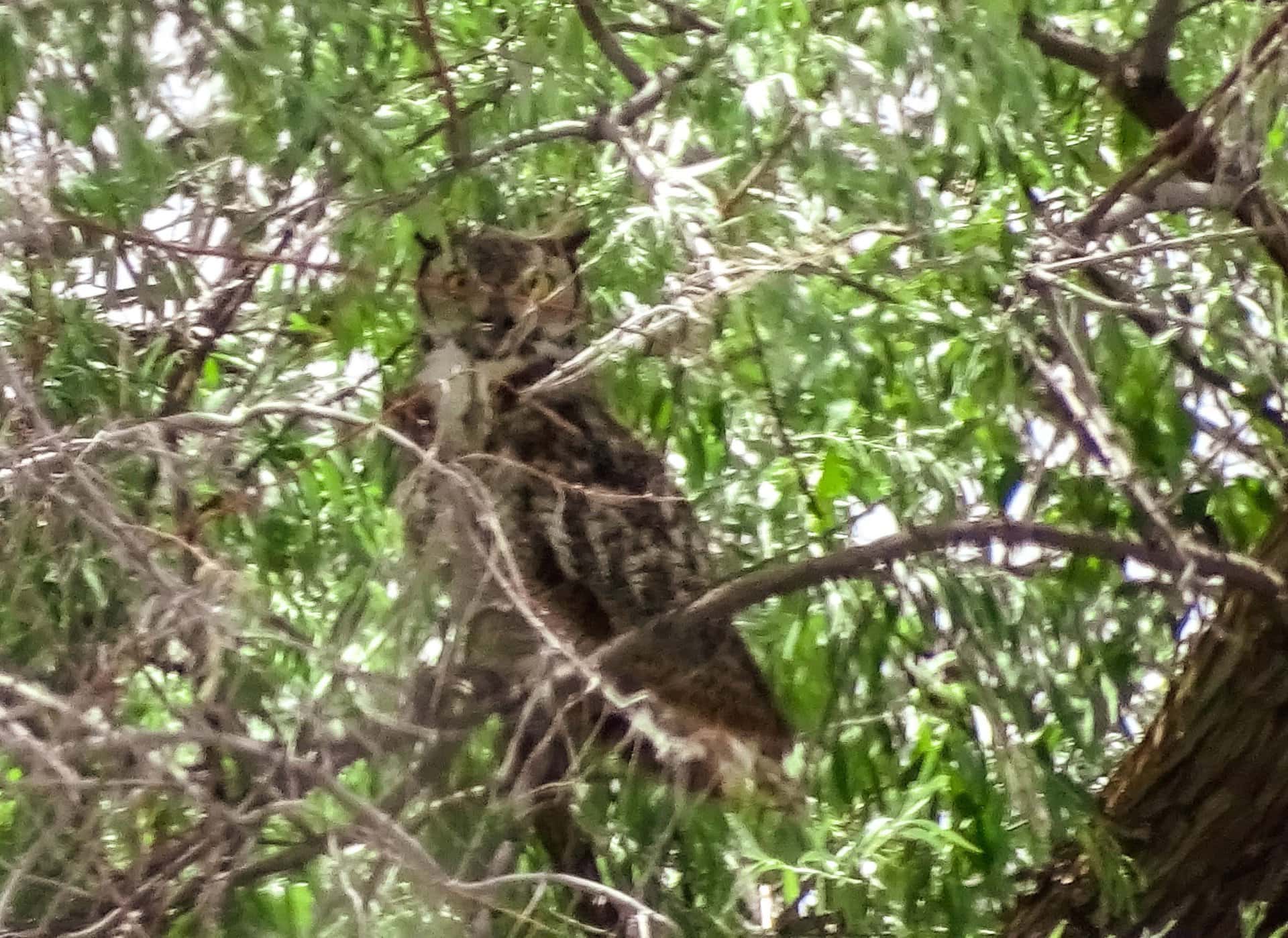 great horned owl new mexico las nutrias farm