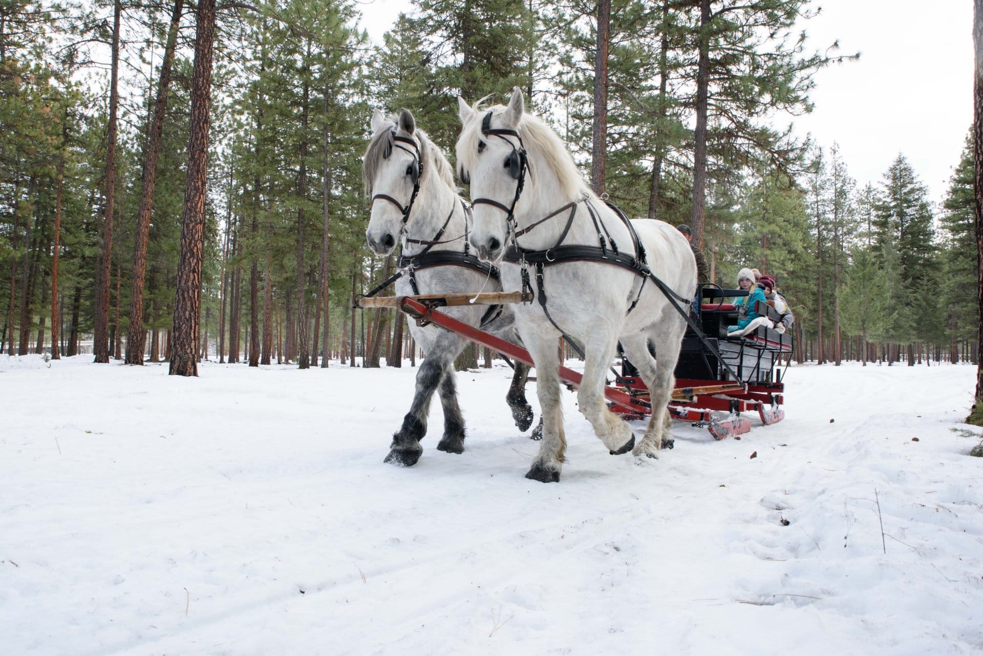 horse drawn carriage snow montana river view ranch