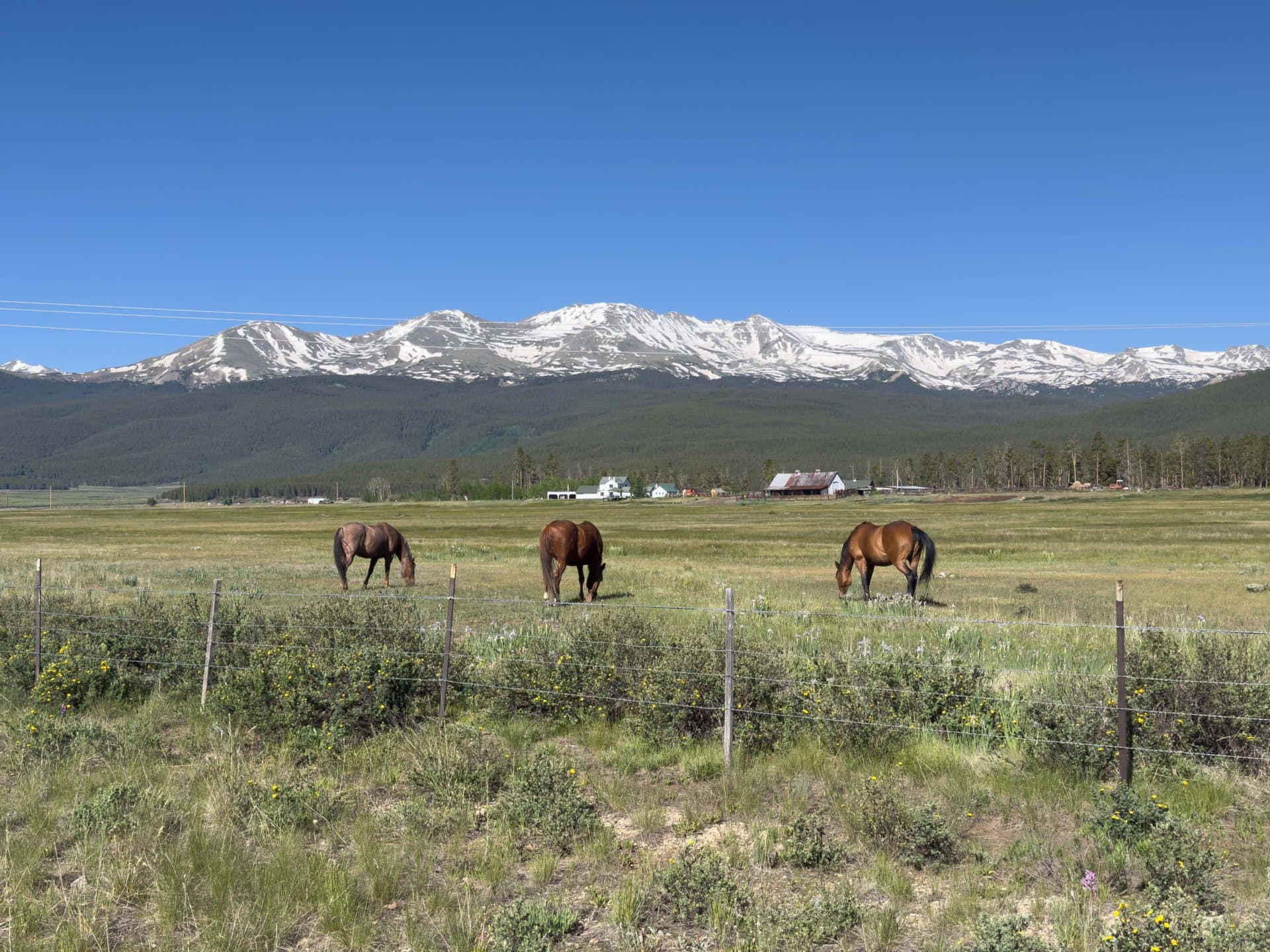 horses and Mt Elbert colorado lake fork ranch