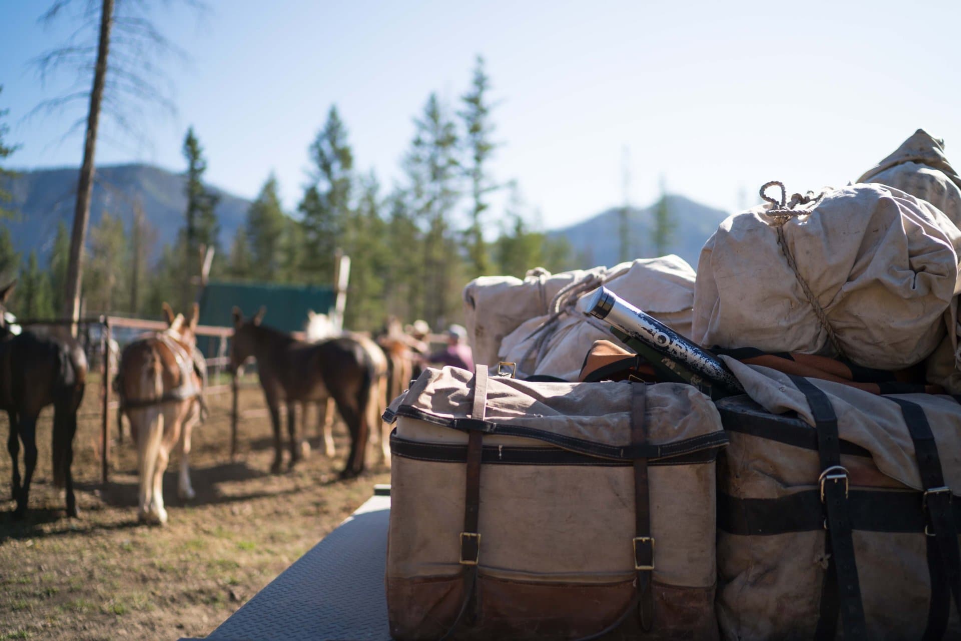 mule packing montana wilderness lodge and outfitting