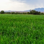 new mexico farms for sale las nutrias farm