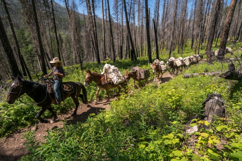 Montana Wilderness Lodge & Outfitting Spotted Bear Montana Fay Ranches