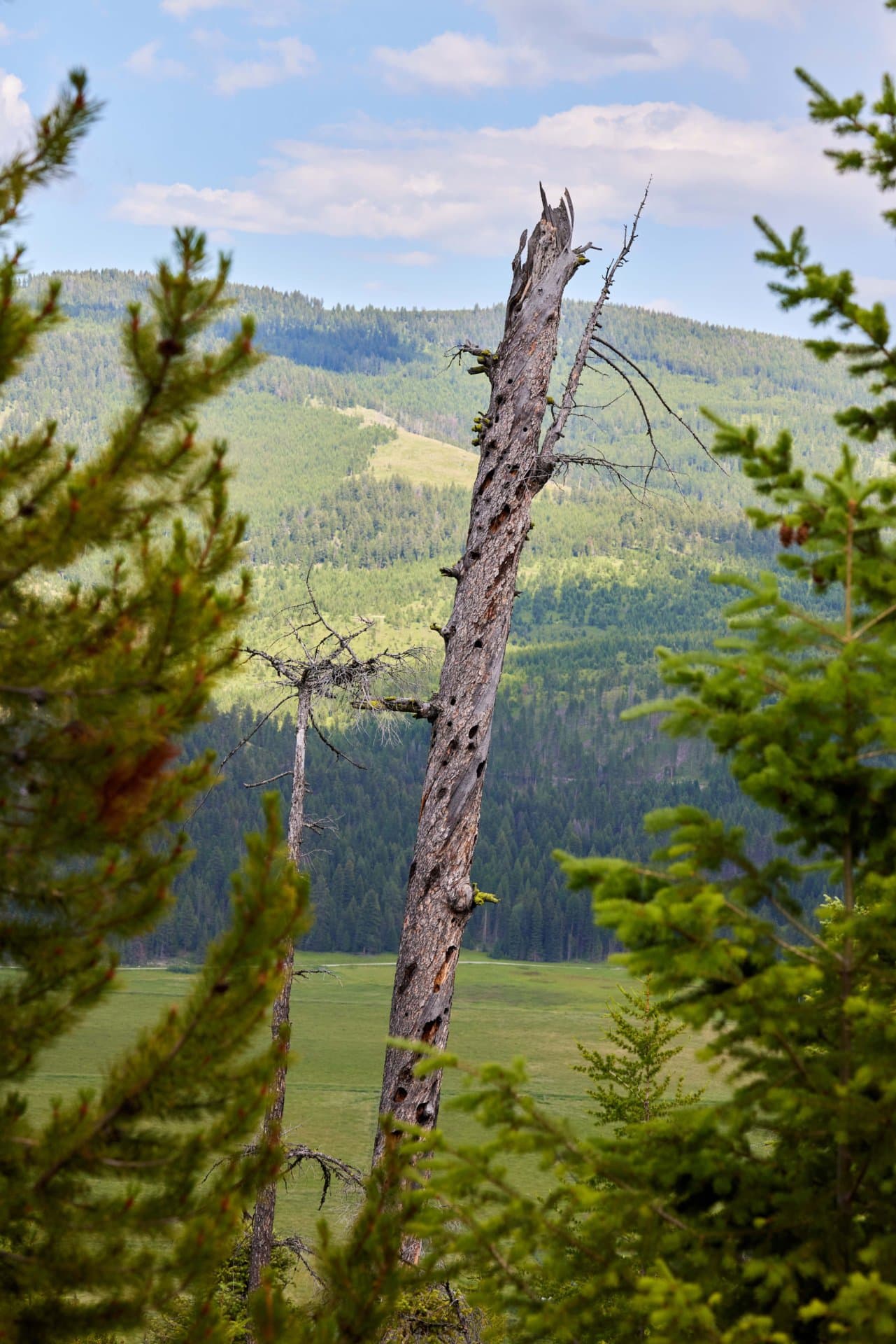 timber views montana browns meadow ranch copy