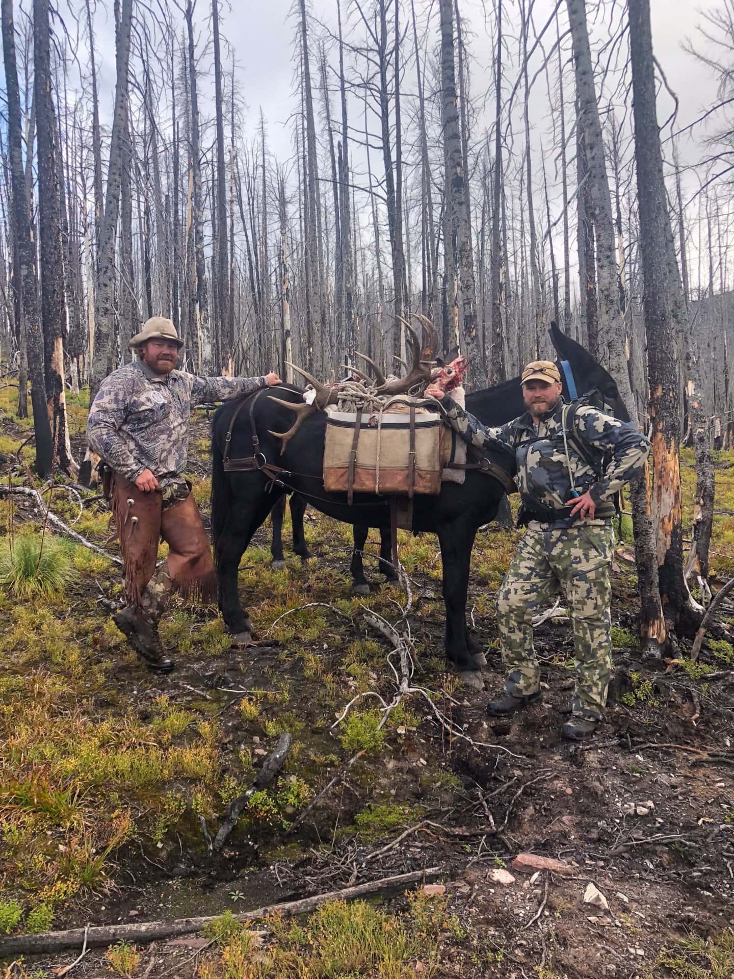wilderness elk hunting montan awilderness lodge and outfitting