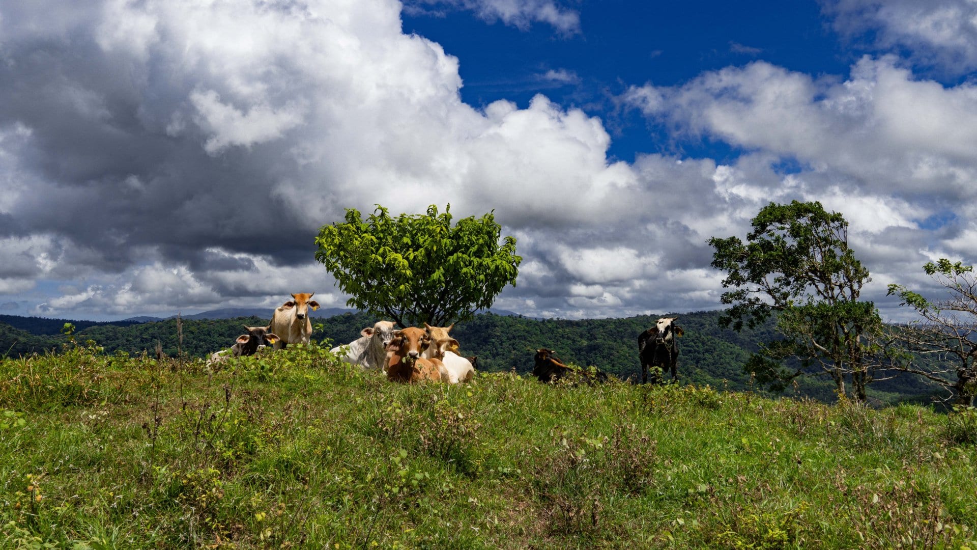 Cows Costa Rica Hacienda Los Gauchos