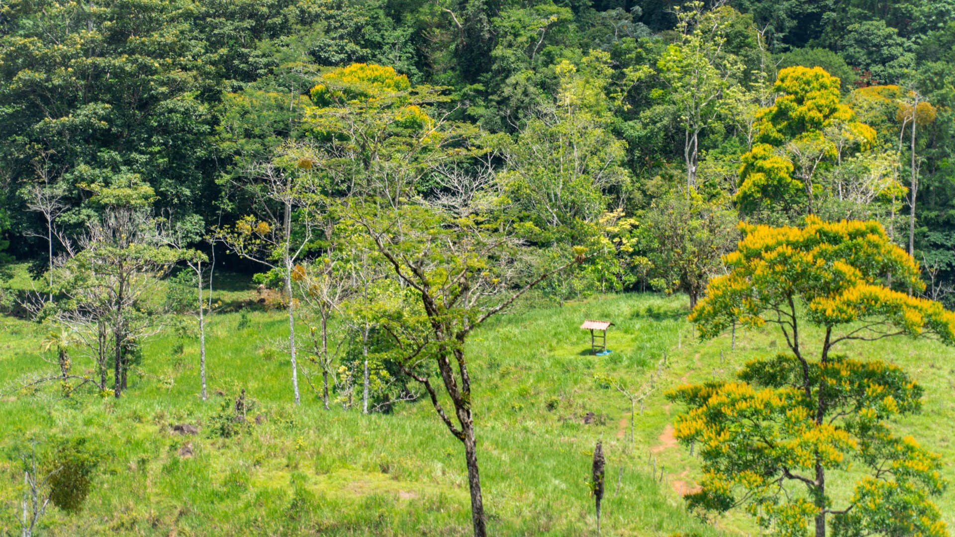 Pastures Costa Rica Hacienda Los Gauchos