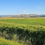 field green montana settle ranch
