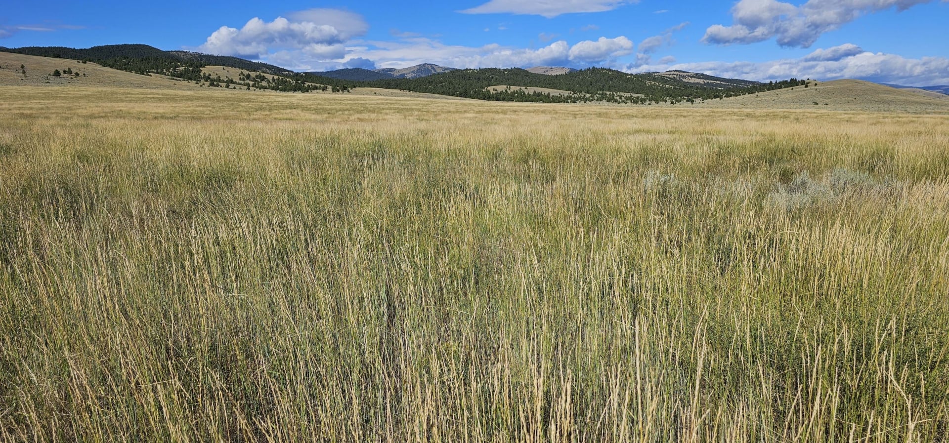 grass field montana settle ranch