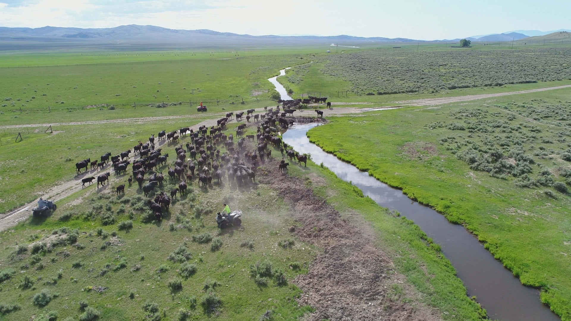 cattle ditch montana settle ranch