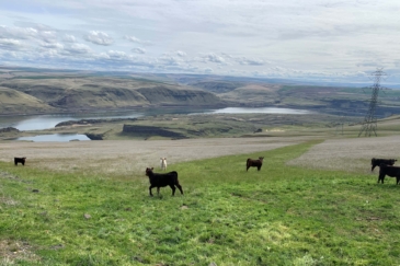 cattle ranches for sale washington columbia gorge river ranch
