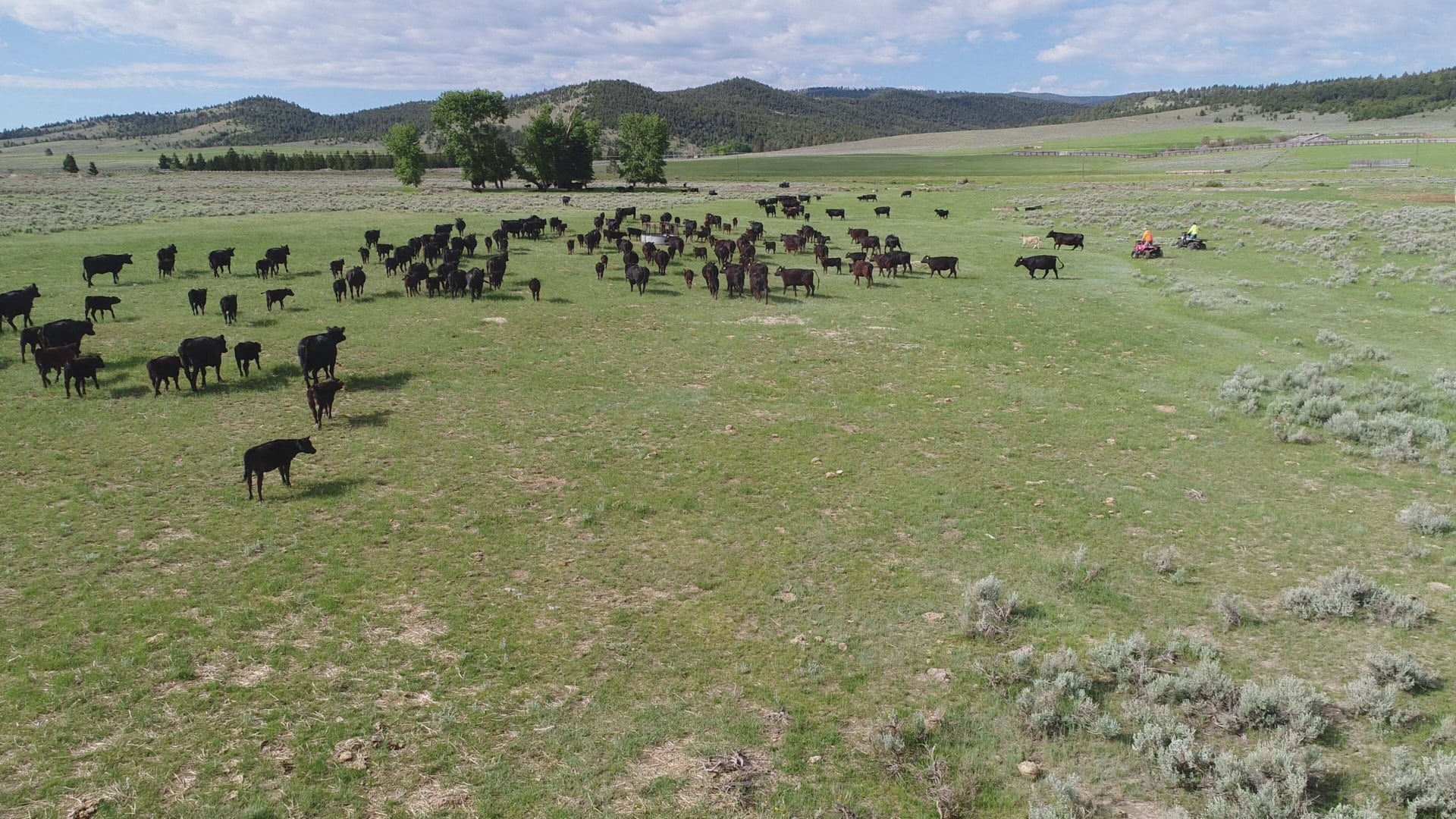 cattle water trough montana settle ranch