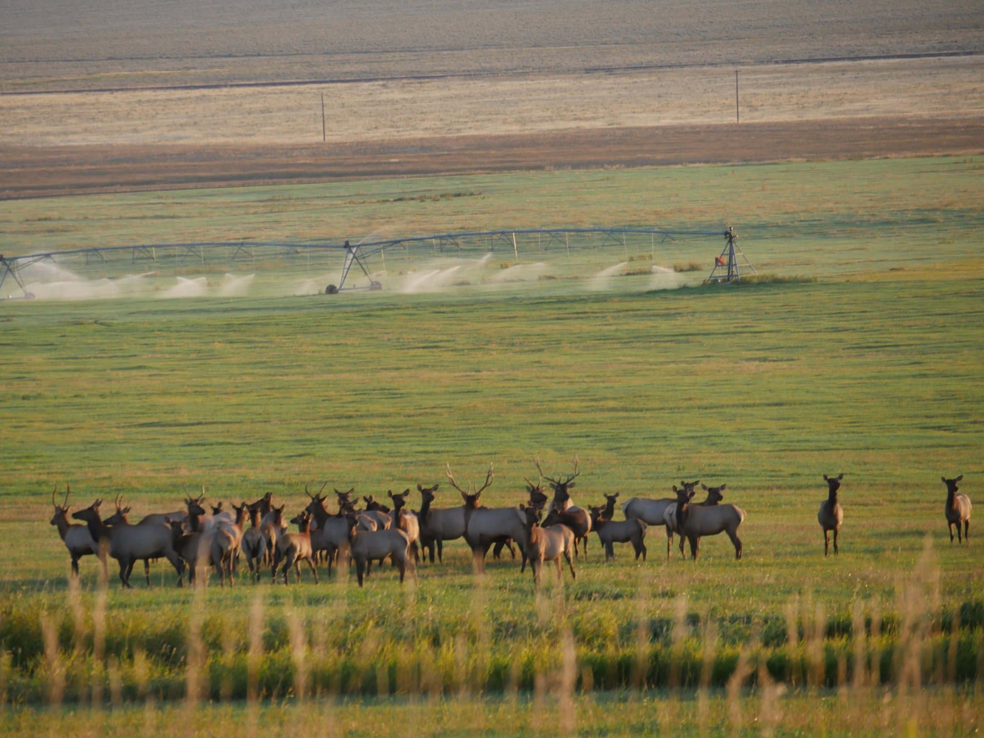 elk field montana settle ranch
