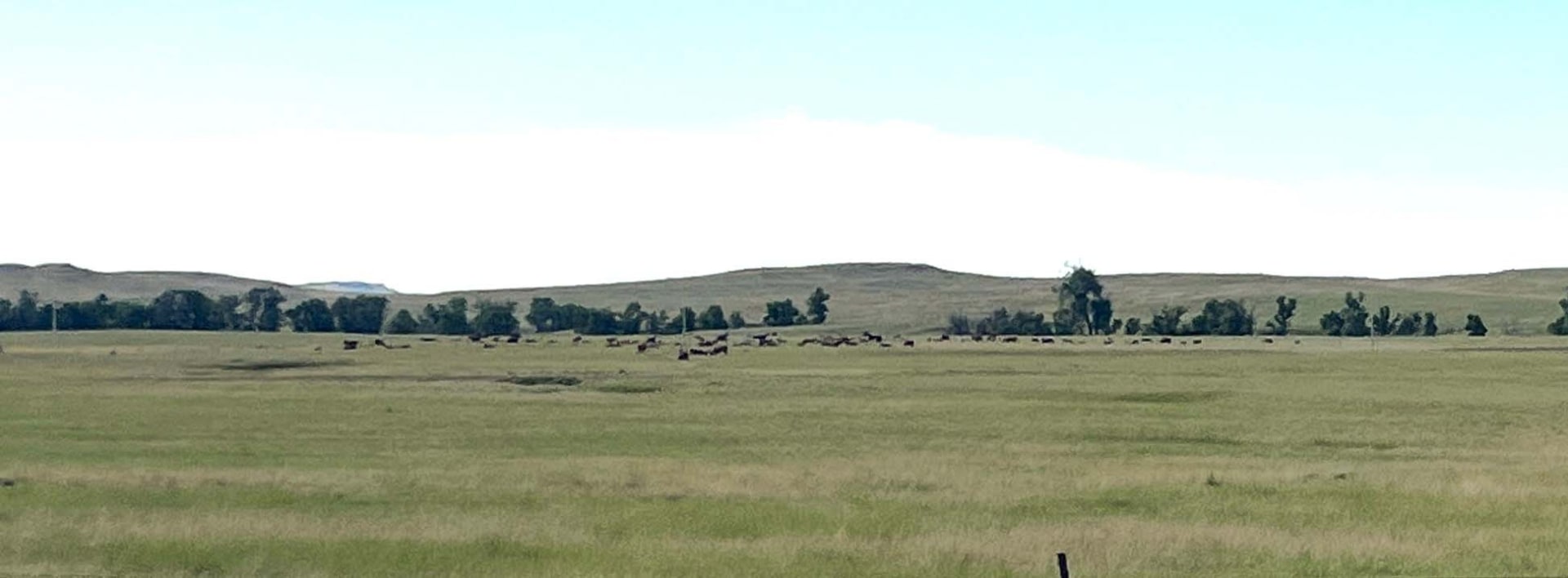 hereford cattle grazing montana ringling ranch II