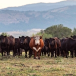 idaho cattle ranches for sale mill creek ranch of the upper country
