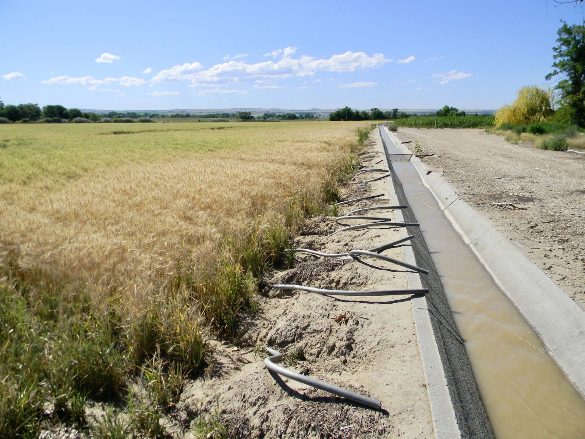 irrigated wheat idaho river springs ranch