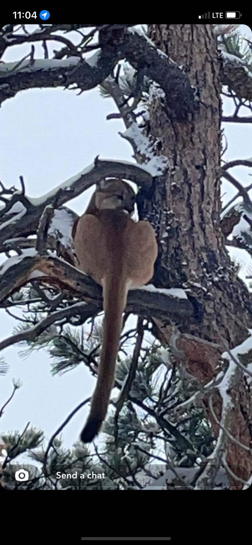 mountain lion hunting land wyoming thieves den ranch