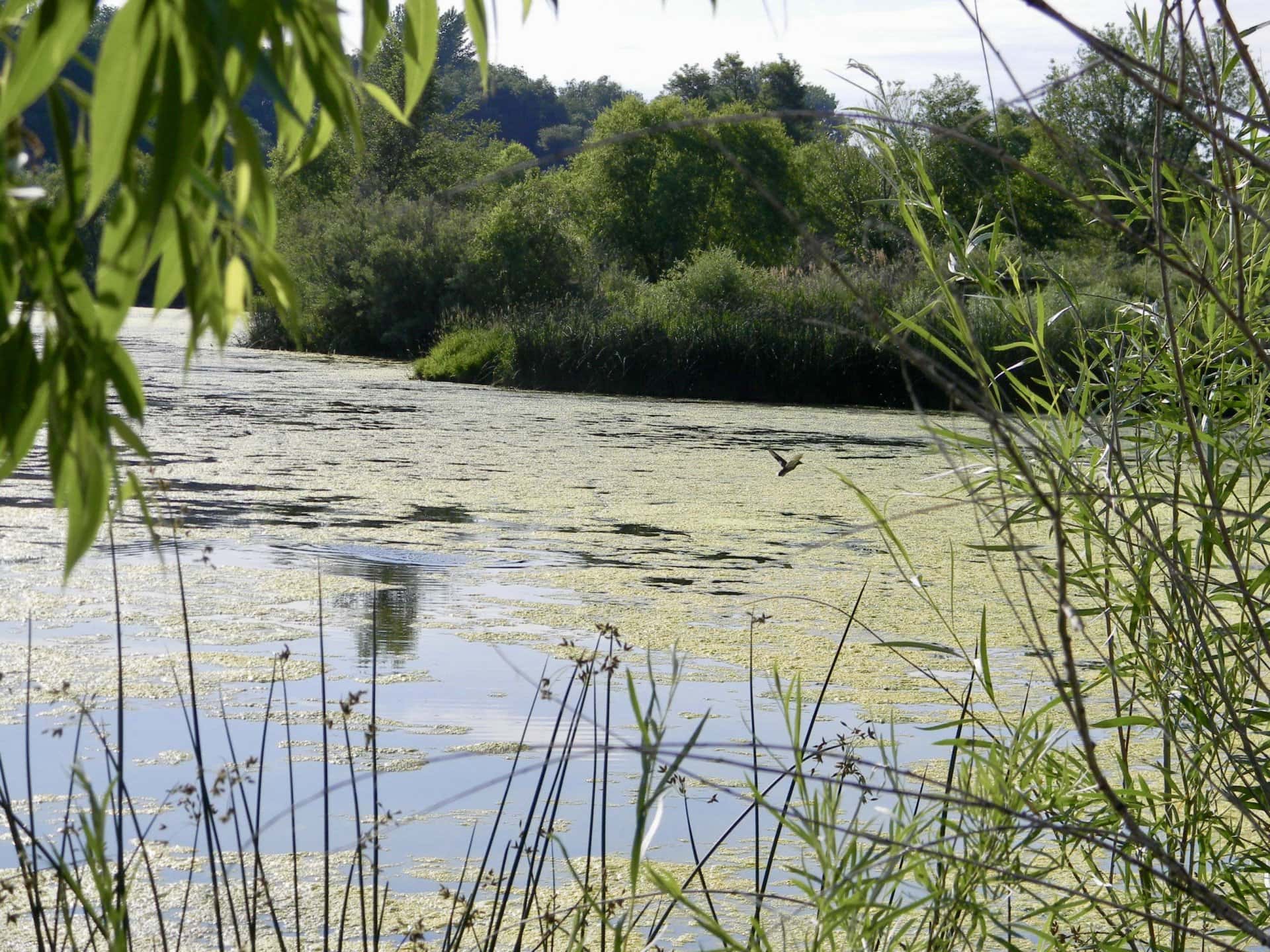 pond & ducks idaho river springs ranch