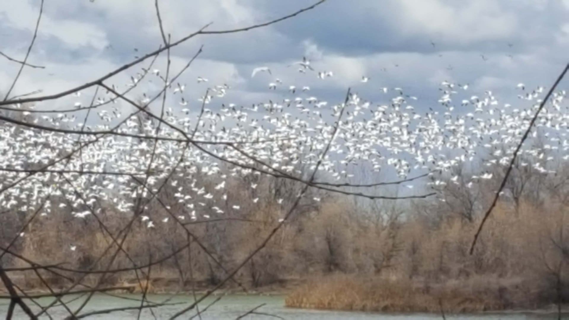snow geese idaho river springs ranch