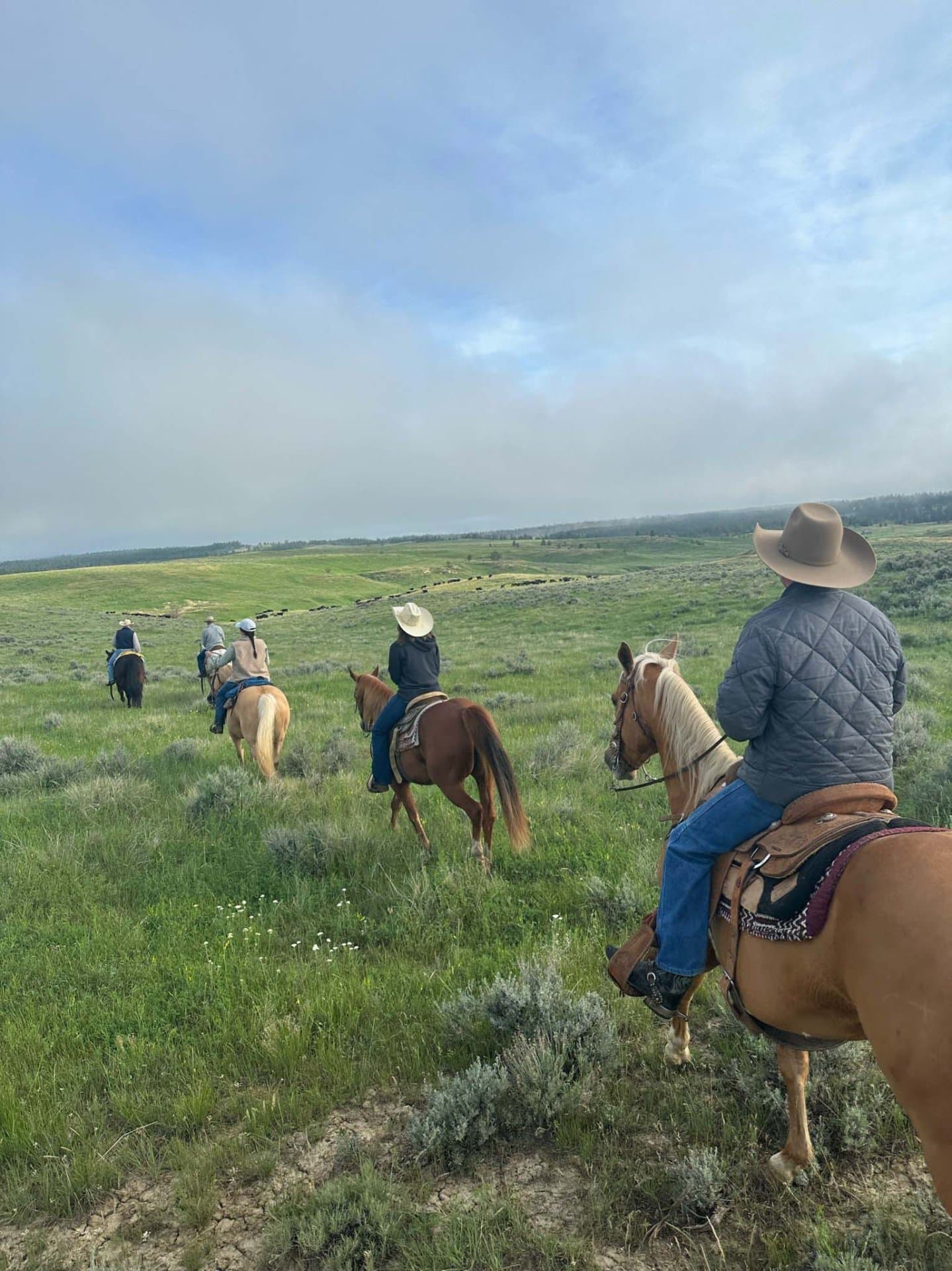 trailing cattle montana ringling ranch II
