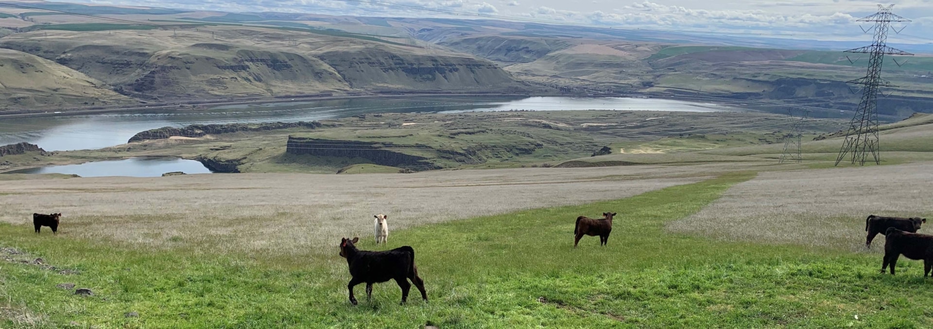 washington cattle ranches for sale columbia gorge river ranch