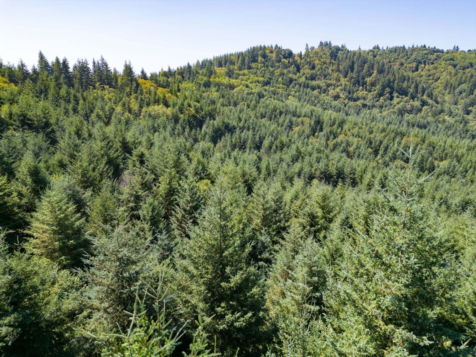 Timber Rats Oregon Upstream Timber and Cattle Ranch | Myrtle Point Oregon | Fay Ranches