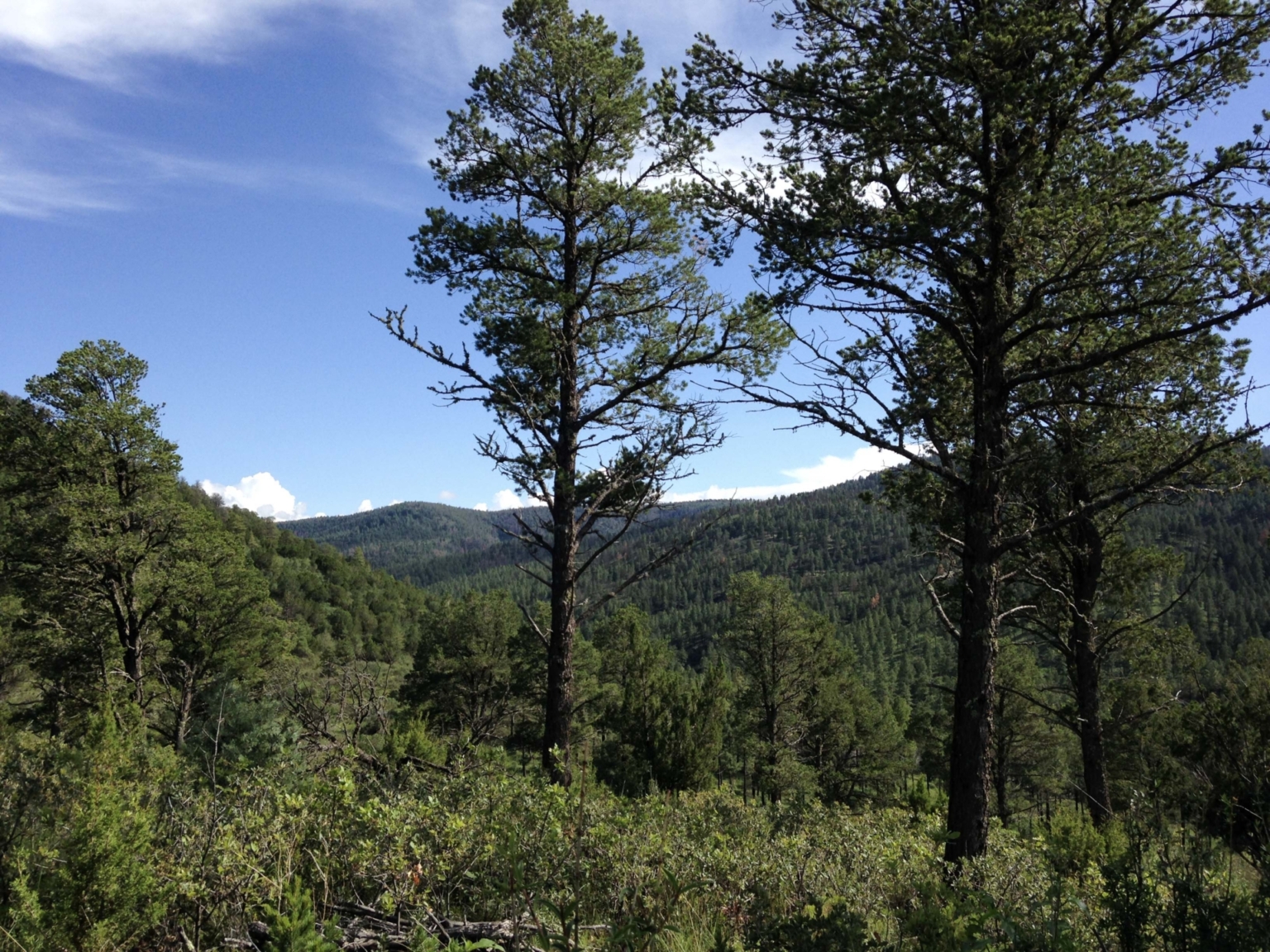 Mira Loma Ranch Ruidoso Downs New Mexico Fay Ranches