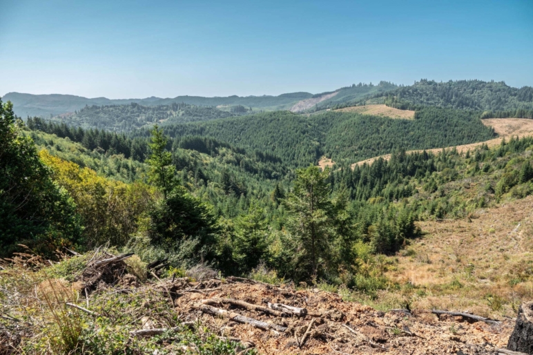 Upstream Timber and Cattle Ranch | Myrtle Point Oregon | Fay Ranches