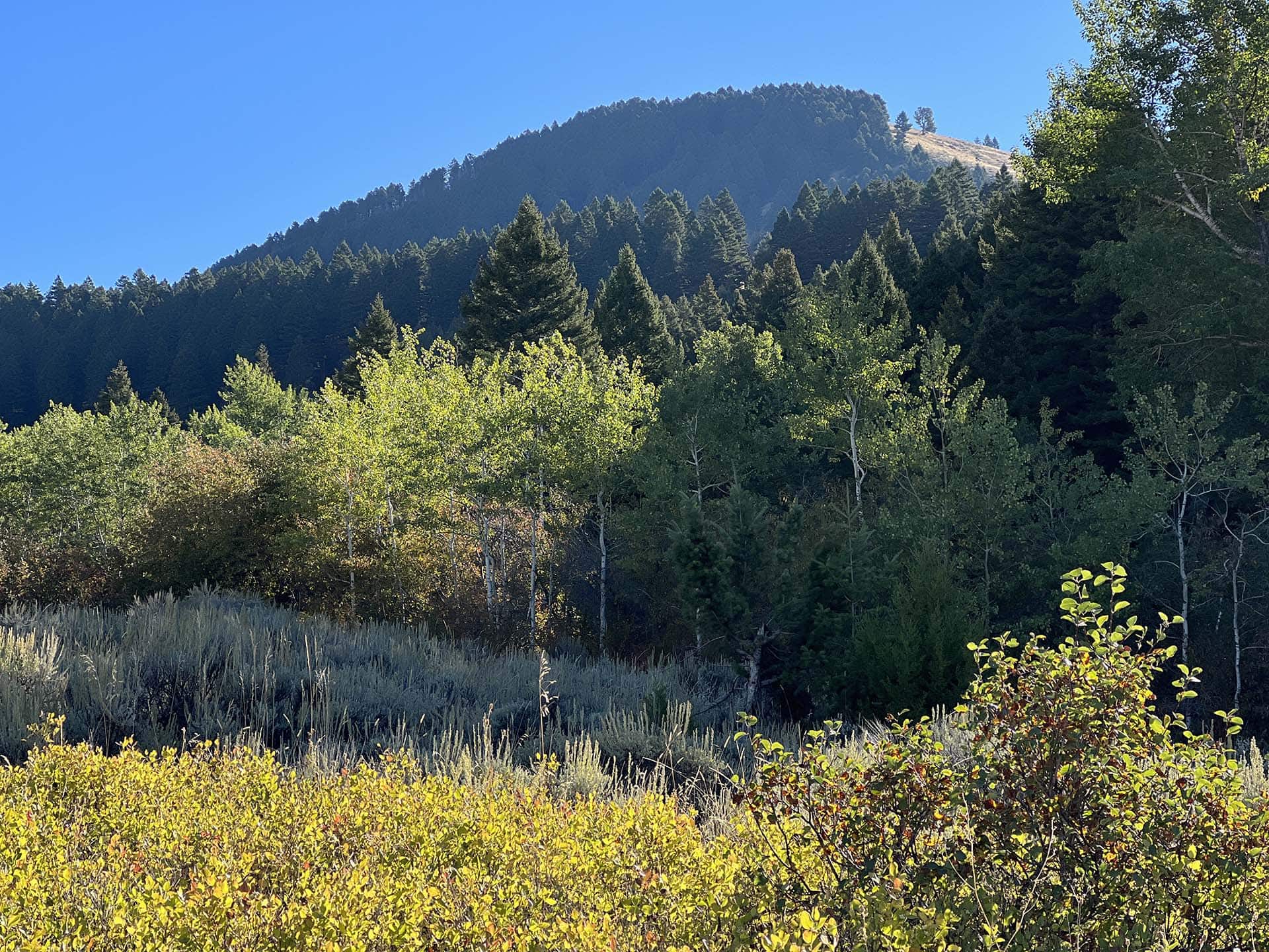 aspens vegetation montana springhill ridge