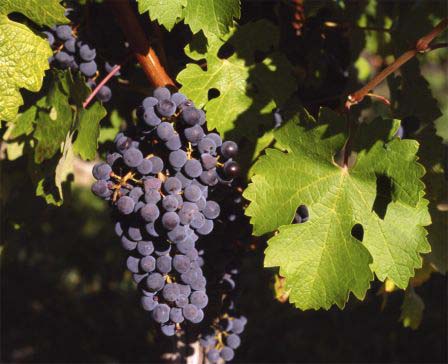 cabernet grapes washington goodnoe station vineyards