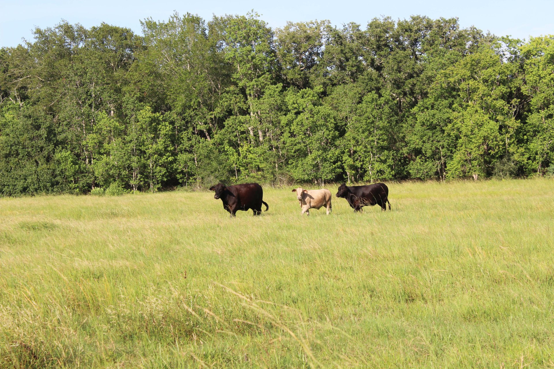 cattle texas sandies farm