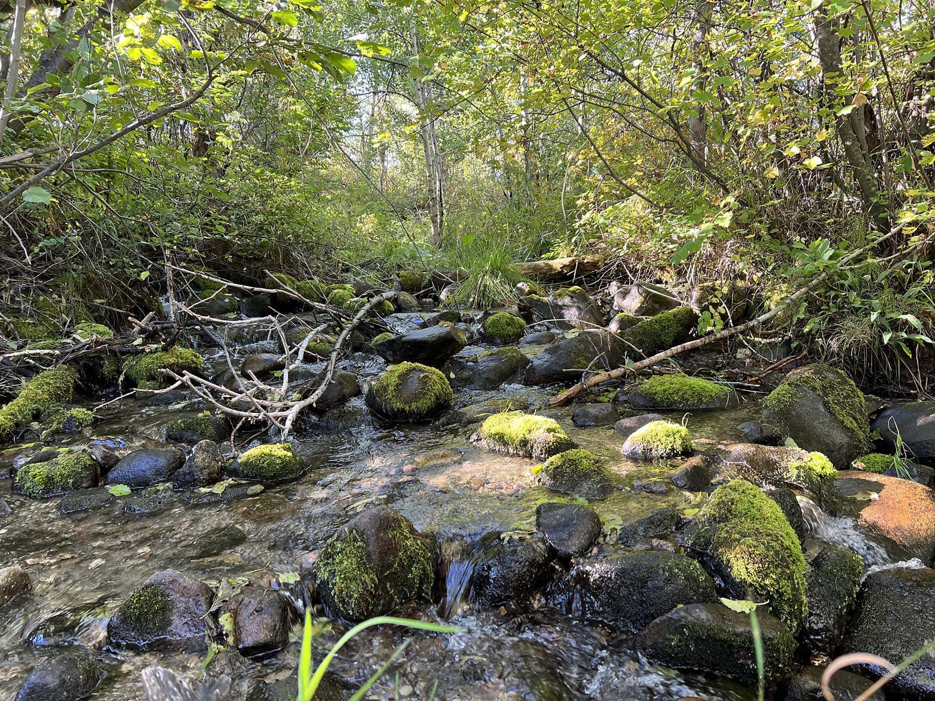 creek flow montana springhill ridge