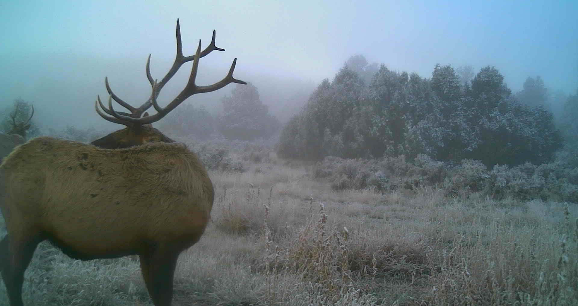 elk behind new mexico monarch ranch
