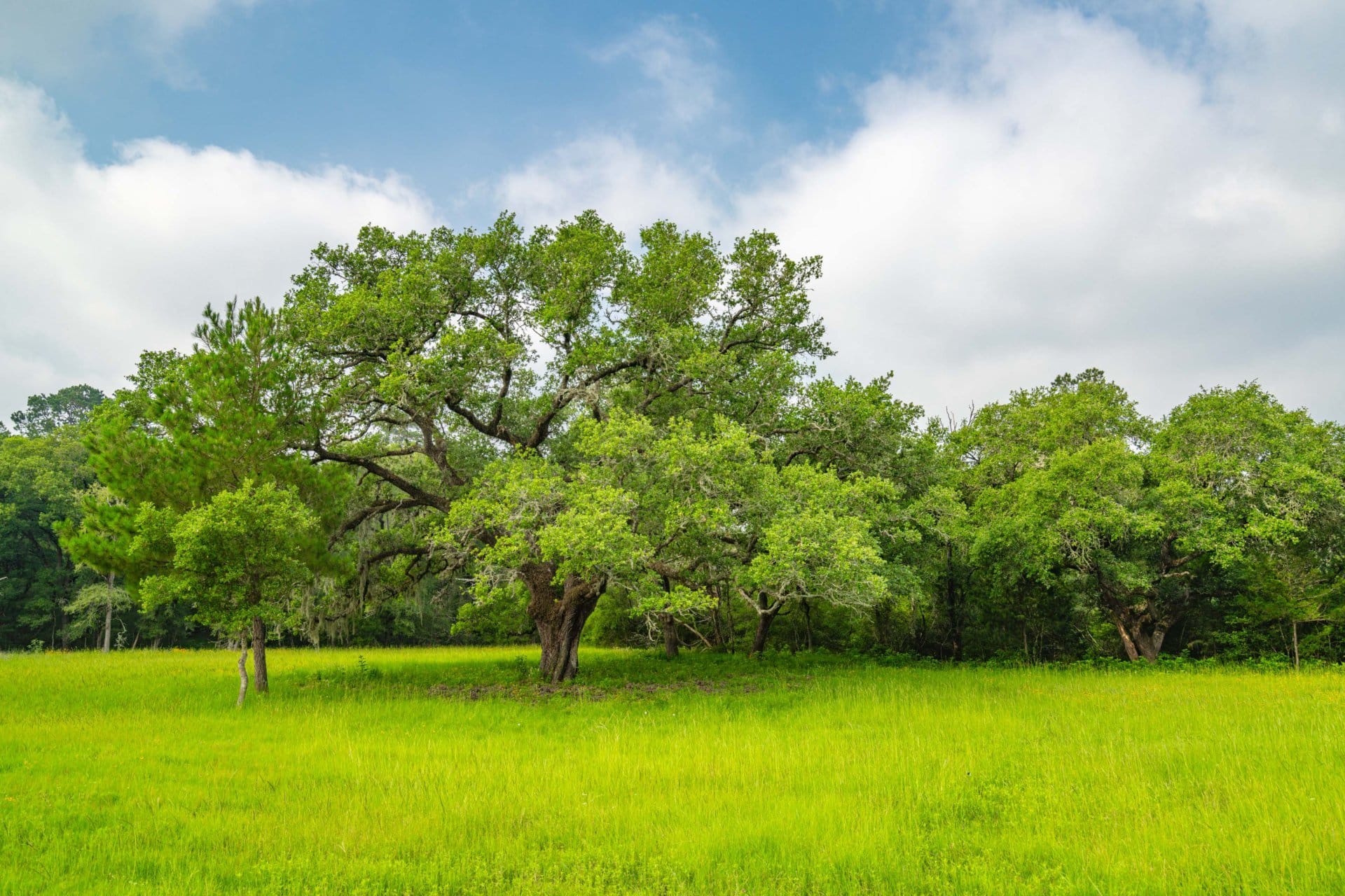 oak texas chaparral ranch