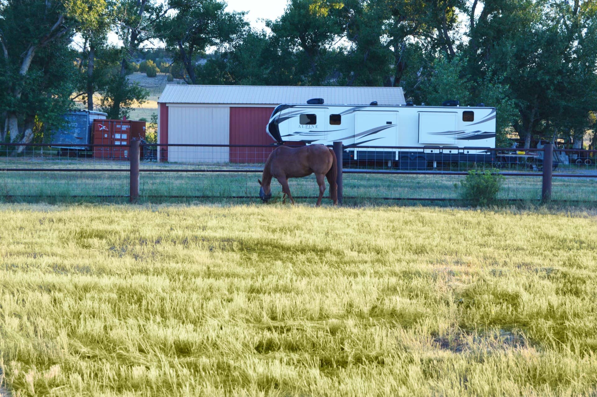 red roan grazing colorado zoes ranch